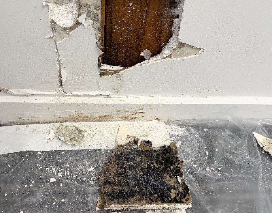 Mould remediation advice & project management