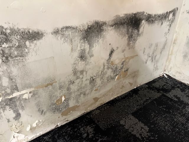 Mould inspection & testing
